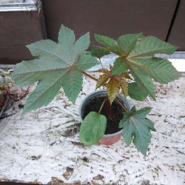 Ricinus communis