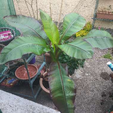 Ensete ventricosum 'Maurelii' syn. Ensete ventricosum 'Rubrum', Ensete 'Maurelii', Musa 'Santa Morelli'