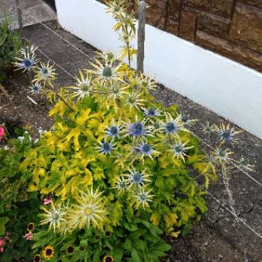 Eryngium x zabelii 'Neptune's Gold'