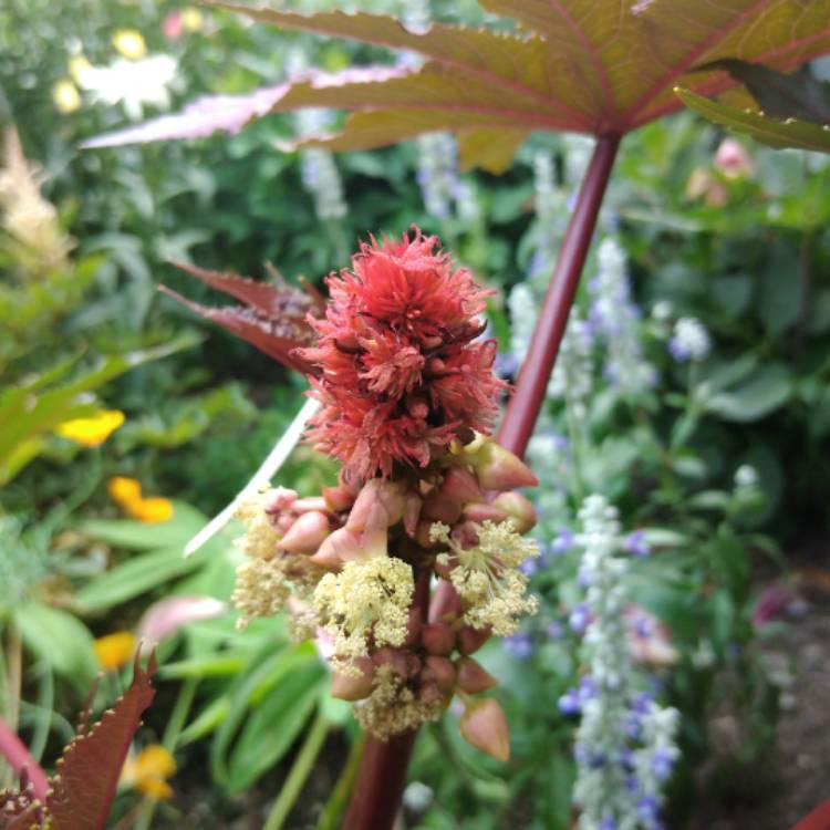 Plant image Ricinus communis