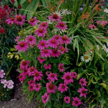 Echinacea purpurea 'Pas702917' (PowWow Series) syn. Echinacea 'PowWow Wild Berry'