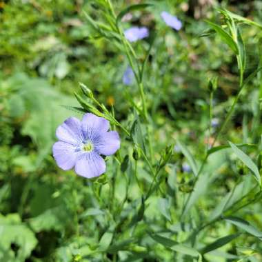 Blue flax