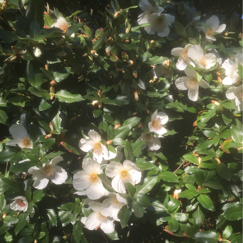 Plant image Eucryphia x nymansensis 'Nymansay'