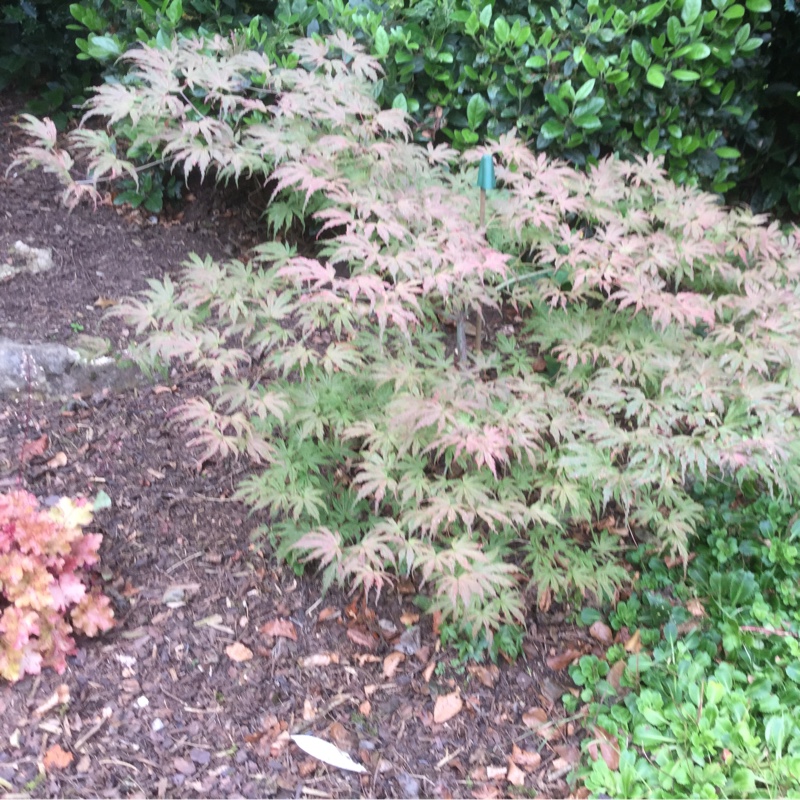 Japanese Maple 'Skeeter's Broom'