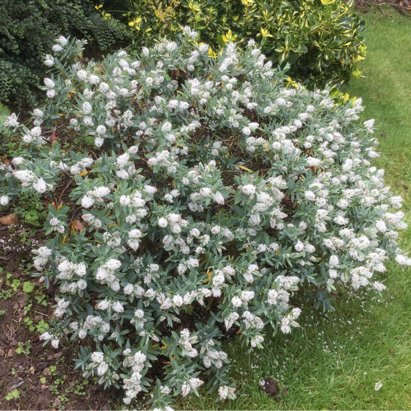 Shrubby Veronica