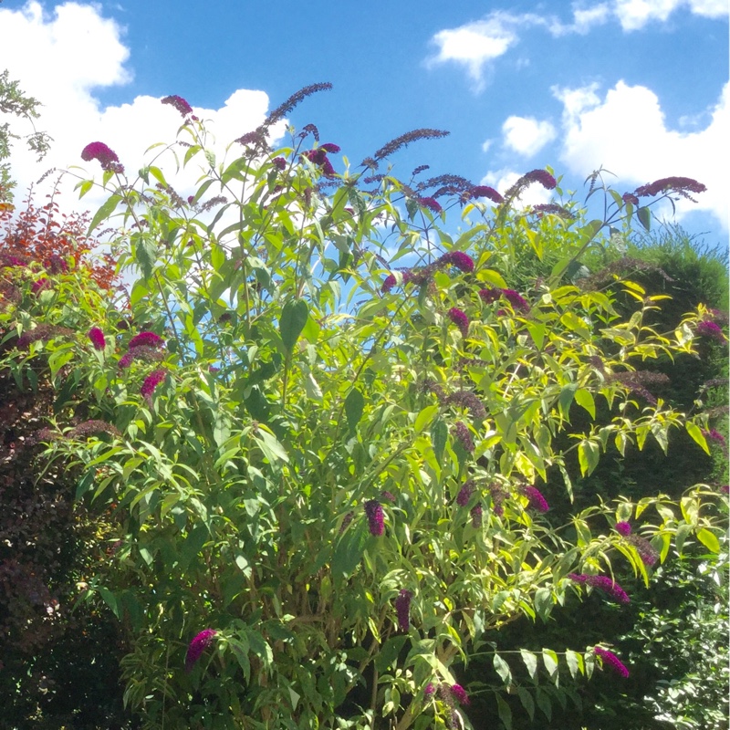 Butterfly Bush 'Buzz Indigo'