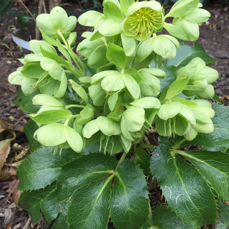 Plant image Helleborus dumetorum