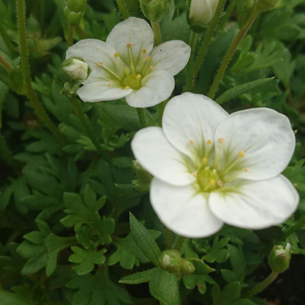 Plant image Saxifraga x arendsii 'Touran Large White'