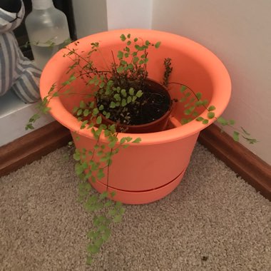 Black Maidenhair Fern