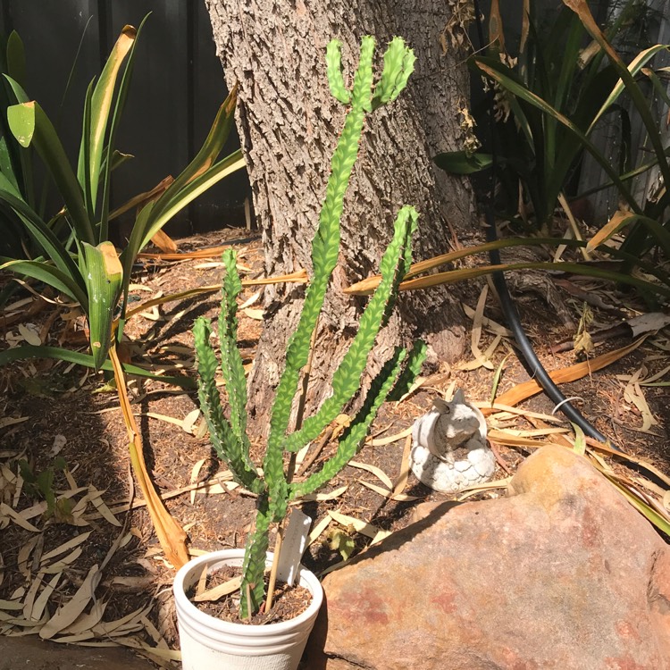 Plant image Euphorbia pseudocactus