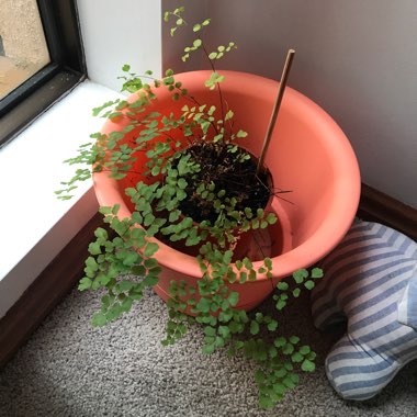 Black Maidenhair Fern