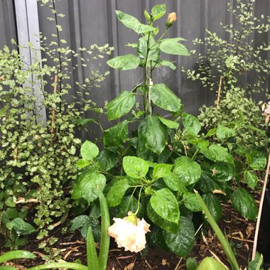 Hibiscus Mrs Andreasen