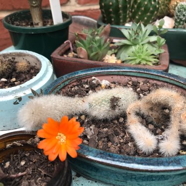 Peanut Cactus