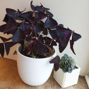 Oxalis 'Black Velvet'