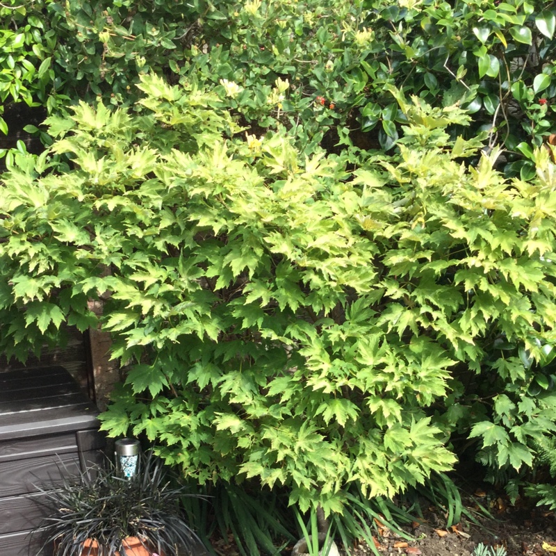 Cut Leaf Japanese Maple 'Green Lace'