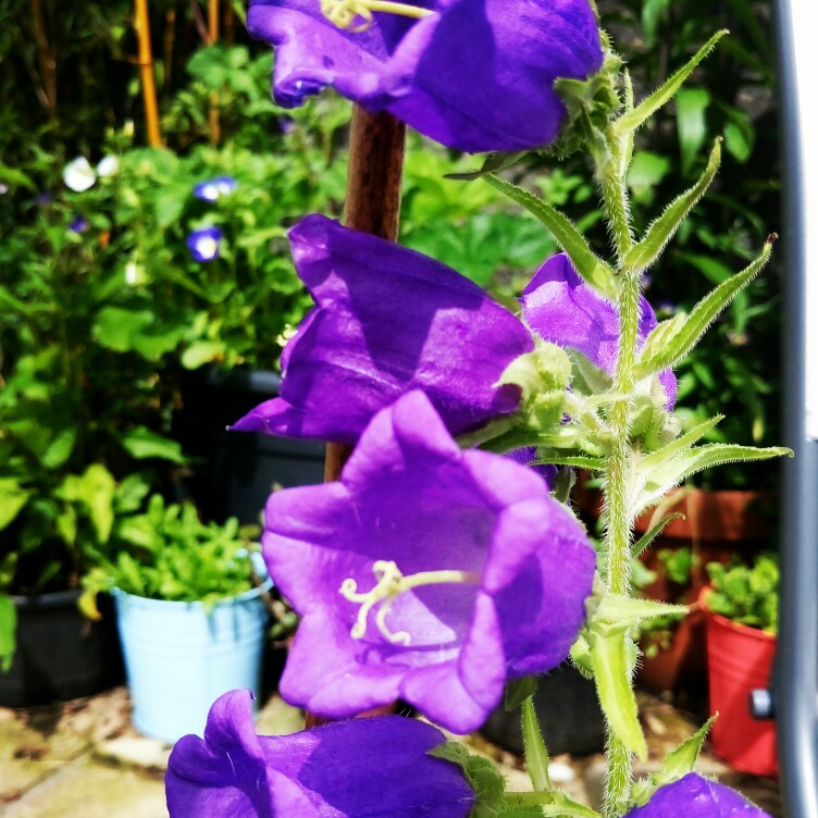 plant image 140491