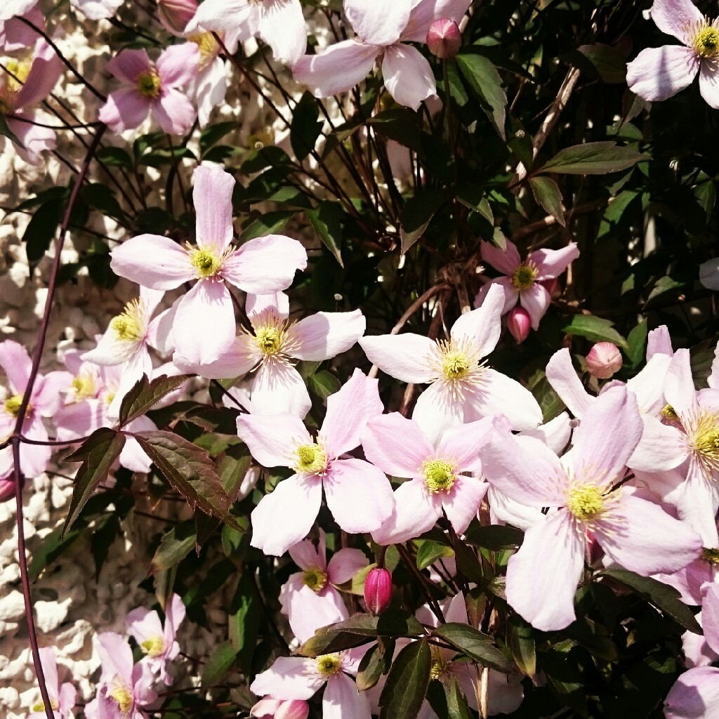 Clematis montana 'Rubens'