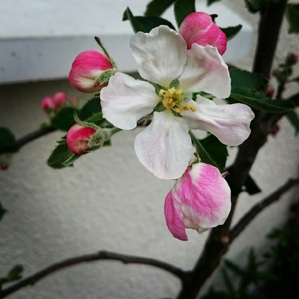 Malus domestica 'Jonagold'