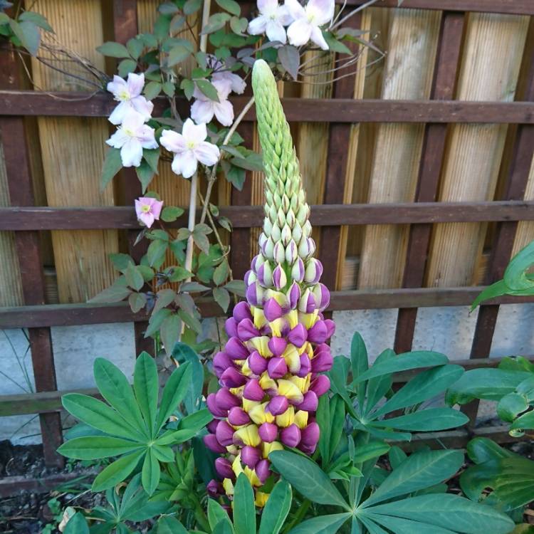 Plant image Lupinus 'Manhattan Lights'