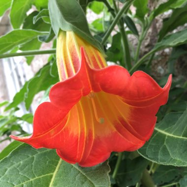 Red Angel's Trumpet