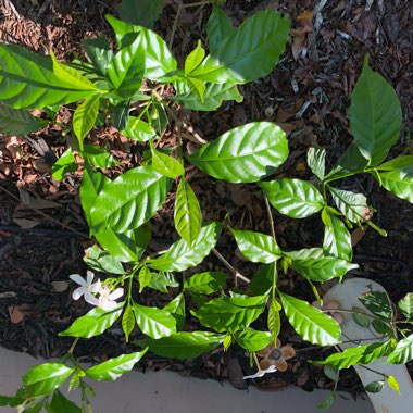 Star Jasmine