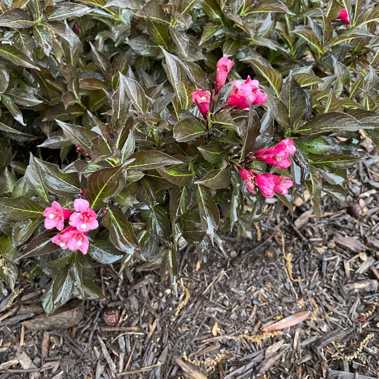 Plant image Weigela 'Bokraspiwi' syn. Weigela 'Spilled Wine'