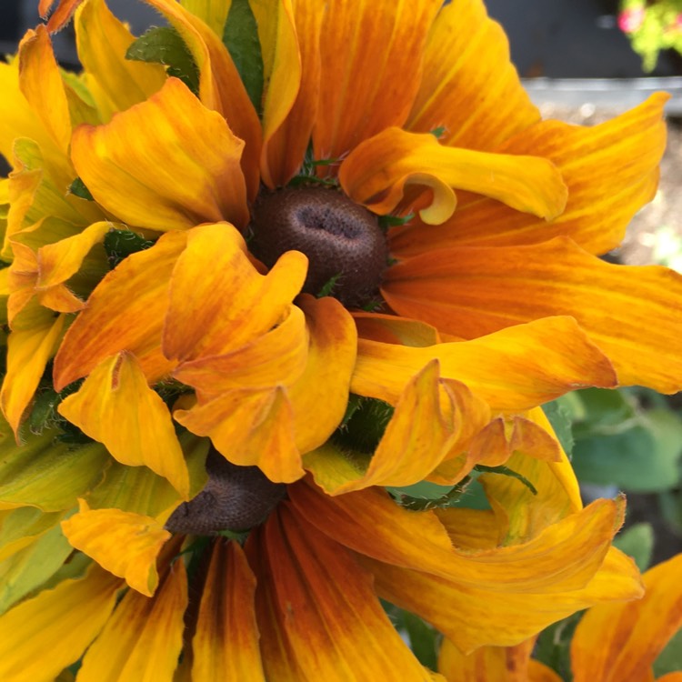 Plant image Rudbeckia hirta 'Cappuccino'