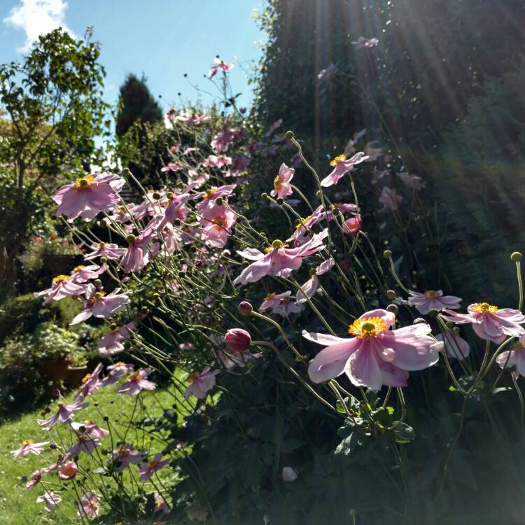 Plant image Anemone Hupehensis var. japonica 'Fantasy Cinderella'