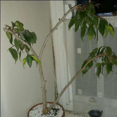 Ficus benjamina