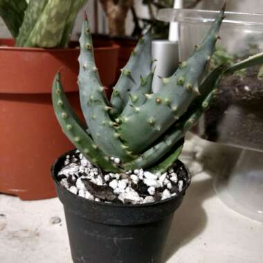 Aloe aculeata