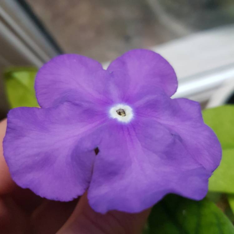 Plant image Brunfelsia pauciflora syn. Brunfelsia calycina