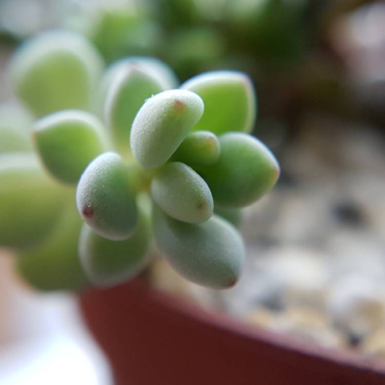 Plant image Sedum Commixtum