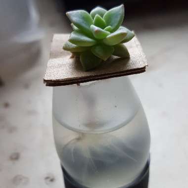 Graptopetalum