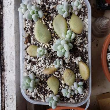 Pachyphytum oviferum