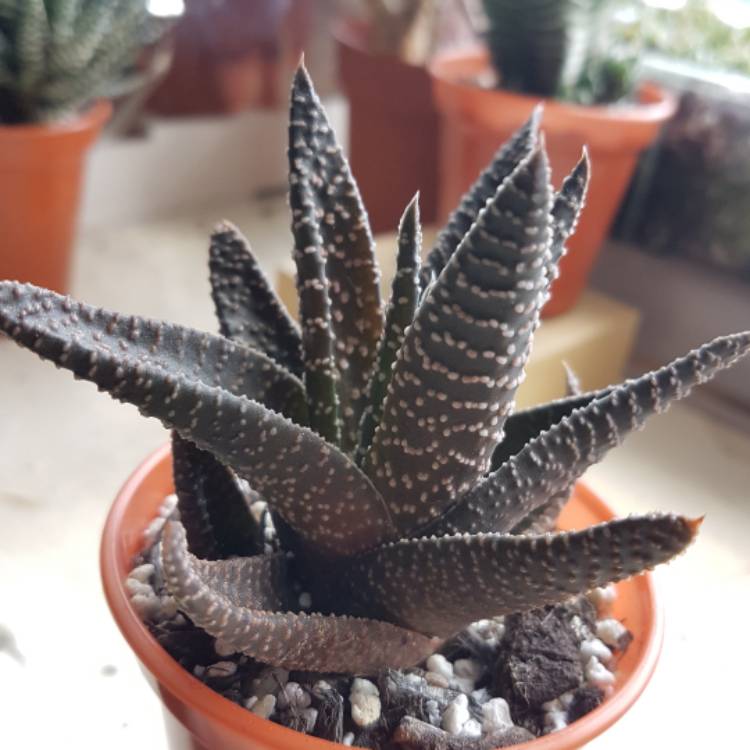 Plant image xGasterworthia 'Royal Highness'