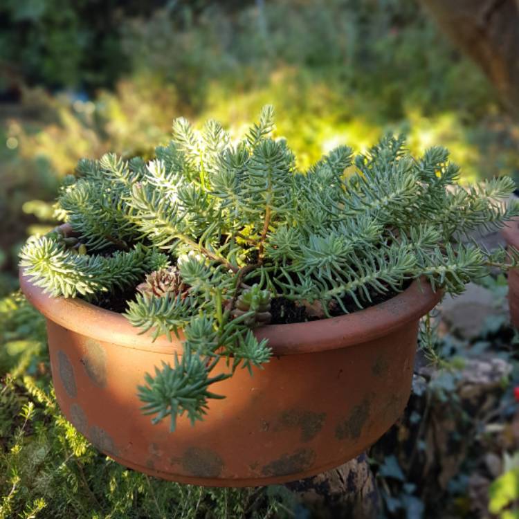 Plant image Sedum Rupestre