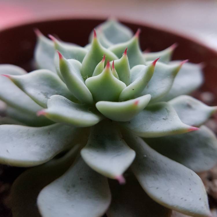 Plant image Echeveria Cuspidata var. Zaragozae