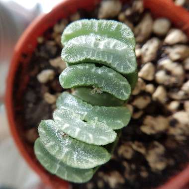 Haworthia truncata