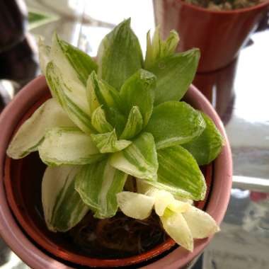 Haworthia cymbiformis variegata