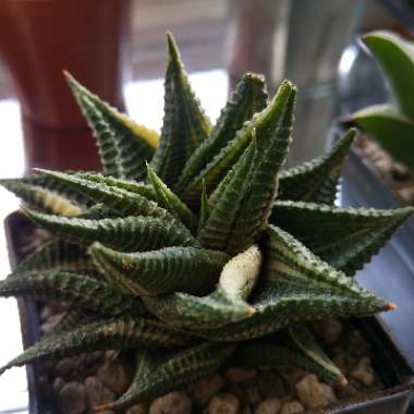 Haworthiopsis Limifolia var. Limifolia Variagata