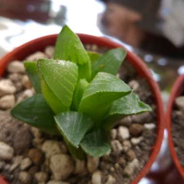 Haworthia retusa