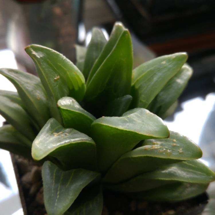 Plant image Haworthia mutica var. Nigra