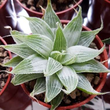 Haworthia 'Grey Ghost'