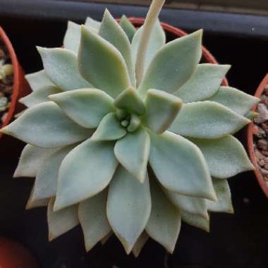 Graptopetalum