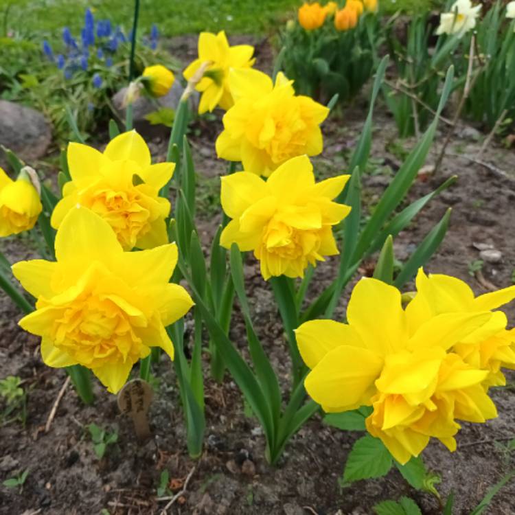 Plant image Narcissus 'Dick Wilden' syn. Narcissus 'Golden Beauty'