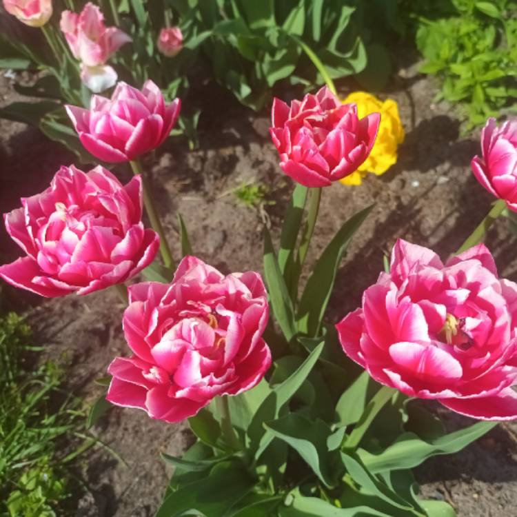 Plant image Tulipa 'Columbus'