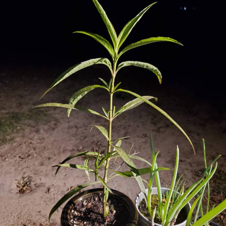 Plant image Ruellia Brittoniana