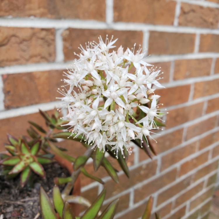 Plant image Sedum Adolphii 