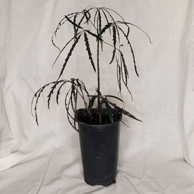 Plant image Schefflera elegantissima