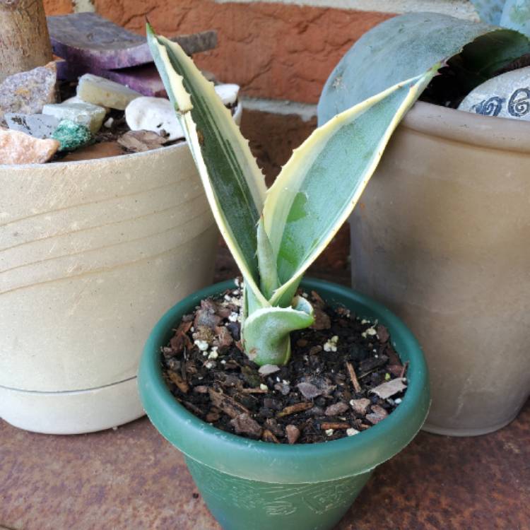 Plant image Sansevieria francisii variegated